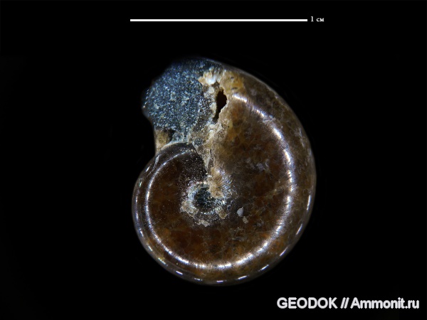 мел, апт, Ammonoidea, аммоноидеи, Phylloceratidae, Phyllopachyceras, Aptian, Cretaceous