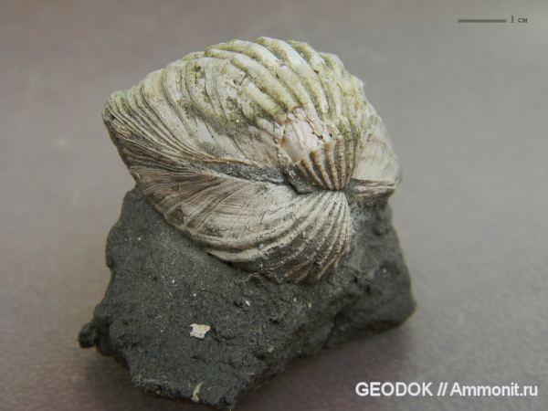 неоген, миоцен, двустворчатые моллюски, Cardiidae, понт, Limnocardium, Limnocardiinae