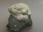Limnocardium subsquamulosum