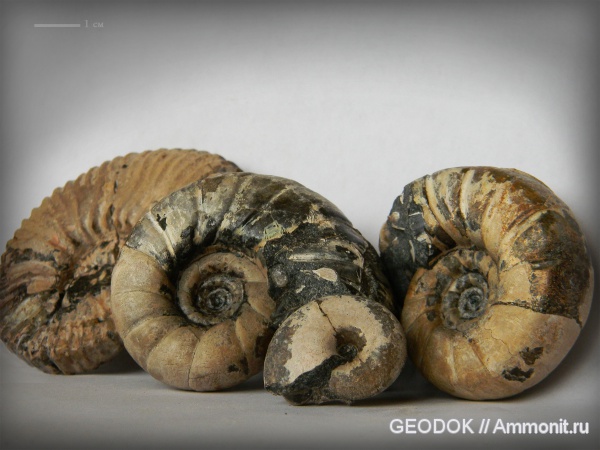 мел, Eogaudryceras, Acanthohoplites, Cretaceous