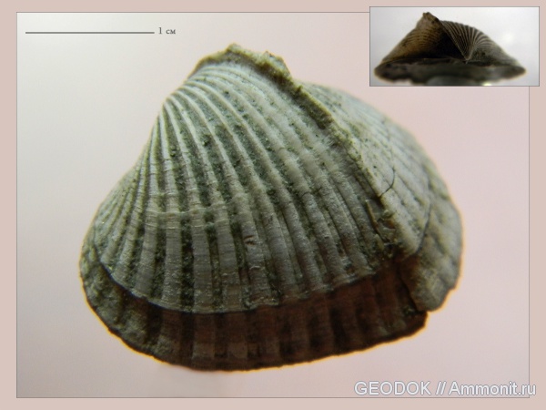 неоген, миоцен, двустворчатые моллюски, понт, Pontalmyra