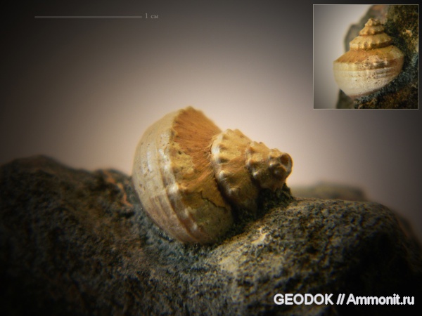 мел, апт, Aporrhais, Gastropoda, Aptian, Cretaceous