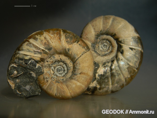 мел, апт, Eogaudryceras, Aptian, Cretaceous