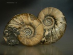 Eogaudryceras duvali