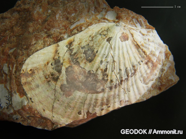 Triassic fossil