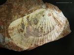 Triassic fossil