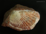Monotis salinaria
