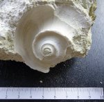 отпечаток гастроподы euomphalus.