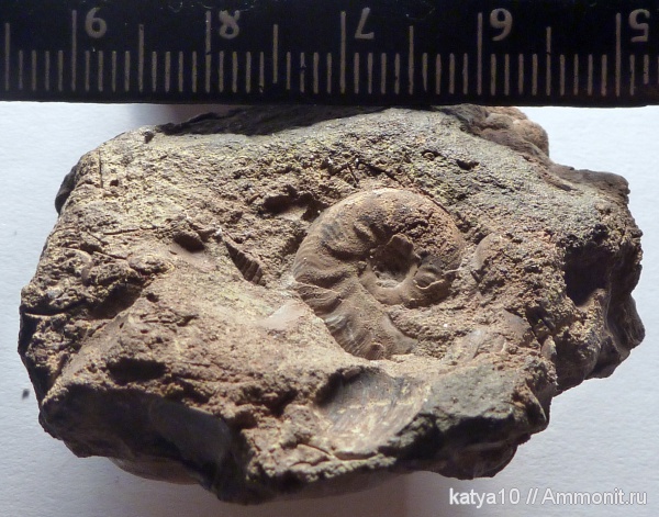 Leioceras, ааленский ярус, Graphoceratidae