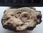 Аммонит Leioceras (?)