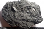 Листья Neuropteris
