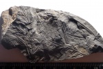 листья Alethopteris