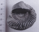 Аммонит Parkinsonia