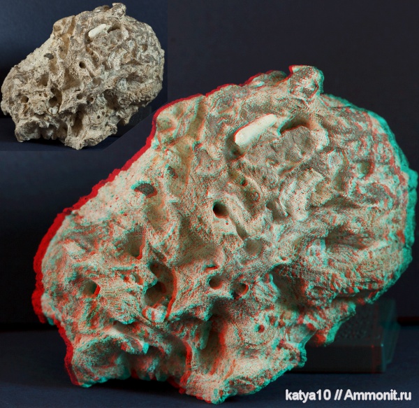 губки, Саратов, Саратовская область, 3D-изображения, Porifera, Plocoscyphia