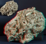 Меловая губка Plocoscyphia gracilis