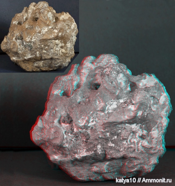 губки, Саратов, Саратовская область, 3D-изображения, Porifera, Plocoscyphia