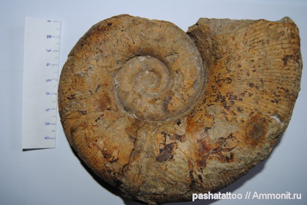 Biasaloceras