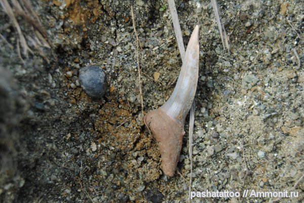 Striatolamia