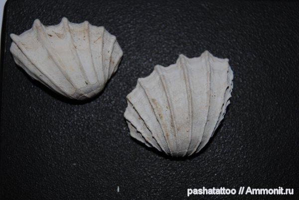 Cerastoderma