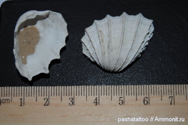 Cerastoderma