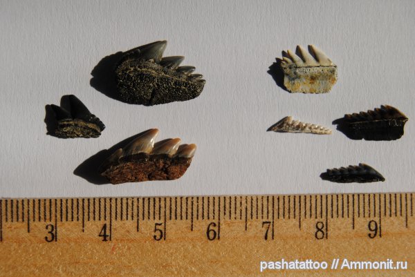 Hexanchiformes