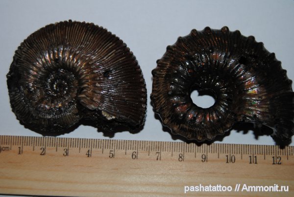 Kosmoceras