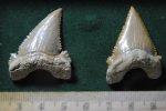 Palaeocarcharodon orientalis