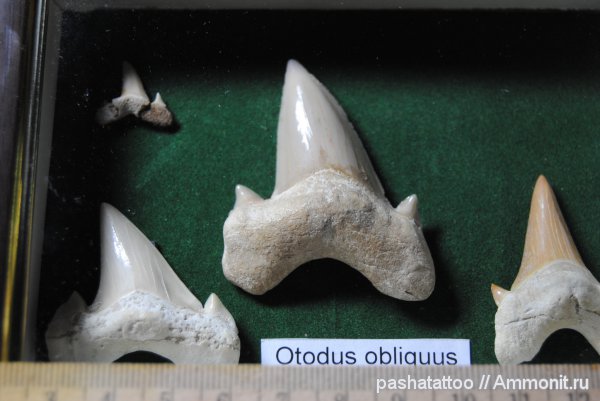 Otodus