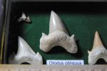 Otodus obliquus