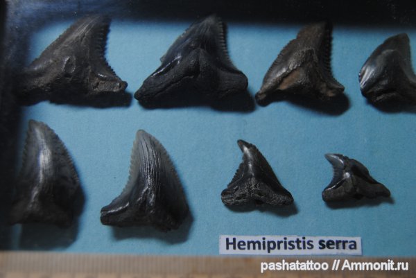 Hemipristis