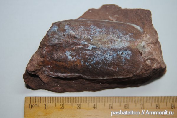 Podolaspis, бесчелюстные рыбы