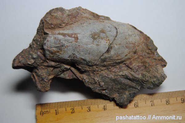 Podolaspis, бесчелюстные рыбы