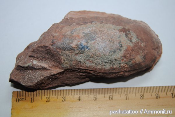Podolaspis, бесчелюстные рыбы