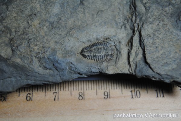 трилобиты, Acastella, Acastella tiro
