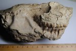 Ореодонт Merycoidodon Gracilis