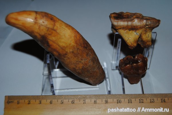 зубы, Ursus, teeth