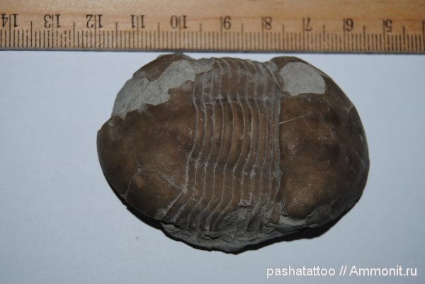 Illaenus