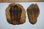 calymene tristani