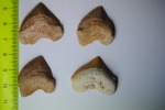 Squalicorax pristodontus