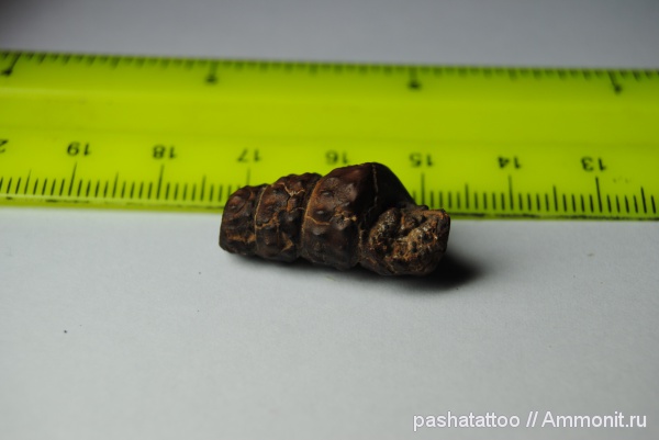 Казахстан, Turrilites, Turrilitidae