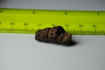 Turrilites