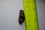 Turrilites
