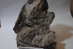 Stensiopelta pustulata