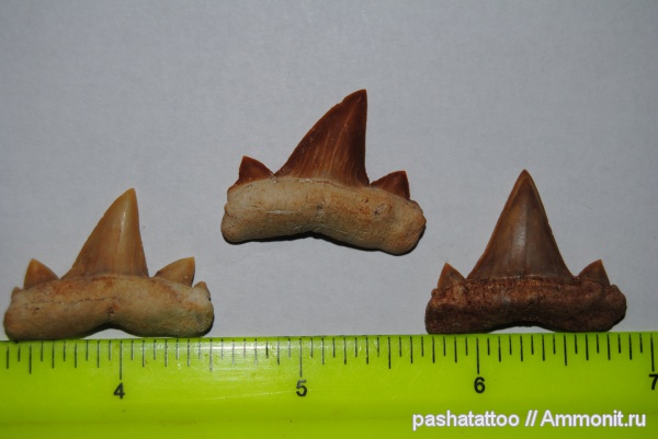 Cretalamna, Cretalamna appendiculata, Cretalamna biauriculata