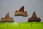 Cretolamna biauriculata