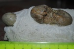 Illaenus