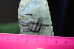Ellipsocephalus hoffii