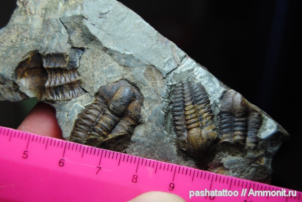 Ellipsocephalus, Ellipsocephalus hoffi
