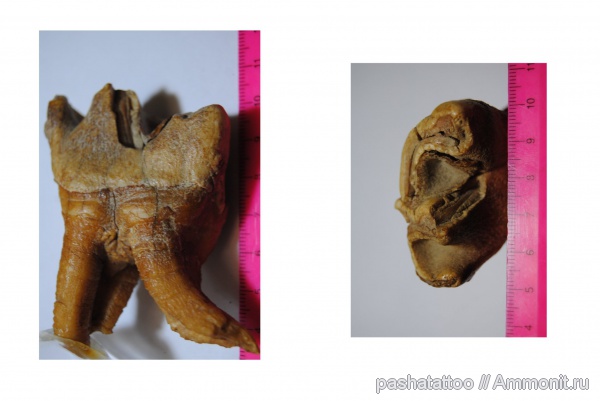 Coelodonta antiquitatis
