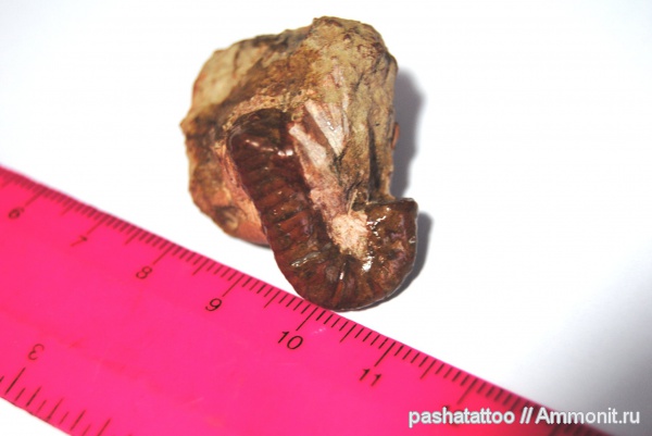 аммониты, гетероморфные аммониты, головоногие моллюски, Крым, Ammonites, Anahamulina, heteromorph ammonites